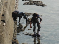 防波堤側で生き物を探すの画像