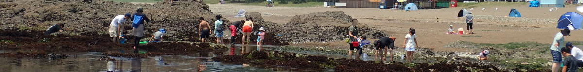 磯遊び(26)：海藻の種類が日本一の茨城県　大洗海岸で磯遊びのイメージ画像
