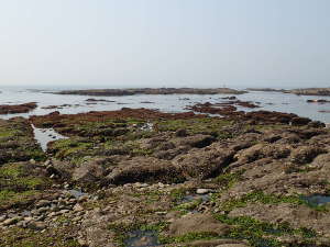 海藻が多い大洗海水浴場の画像02
