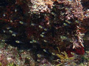 透明な小さな魚、何かの稚魚？ 画像15