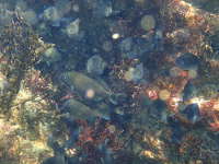 クロメジナの幼魚の群れの画像218