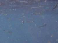 海面下に居た小魚の群れの画像218