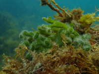 海藻のミルの仲間の画像10