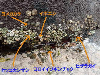 さまざまな貝の画像12