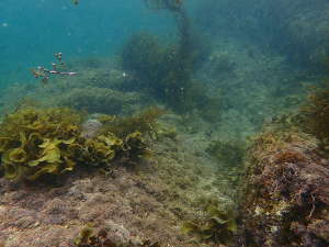 海藻が茂る海底の画像03