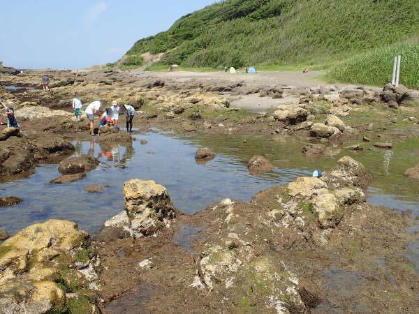 三浦半島　長浜海岸の浅い広いタイドプール(2016/06/18：大潮　干潮時）の画像01