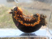 三匹目クロシタナシウミウシの画像11