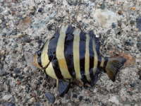 イシダイの幼魚の画像48