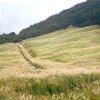 箱根　仙石原　すすき草原