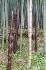 竹林の画像2