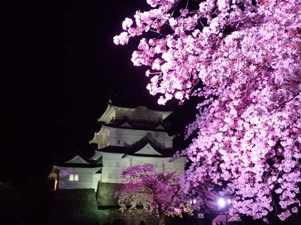 「光に染まる夜桜～小田原城さくらのライトアップ」（2018/04/01）の画像02
