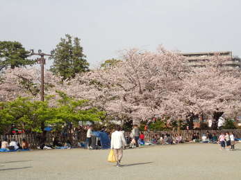 「二の丸」の桜の画像03