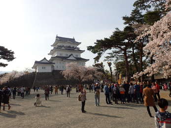 小田原城本丸広場の桜の画像07