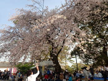 小田原城本丸広場の大きな桜の画像08