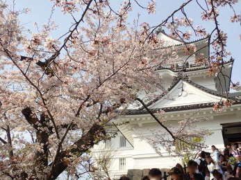 小田原城天守閣入口　豪快な桜の画像09
