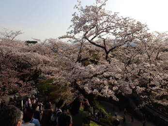 小田原城天守閣入口からの桜は絶景の画像12