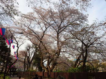 本丸茶屋裏の桜の画像14