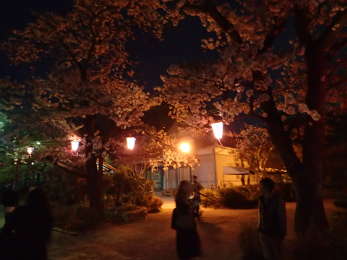 二の丸の夜桜の画像18