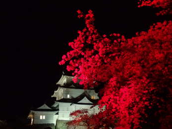 真っ赤な桜の画像25