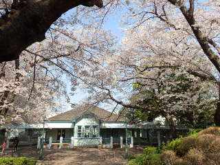 旧山手68番館と桜の画像10