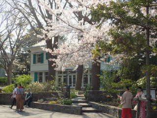 エリスマン邸と桜の画像17