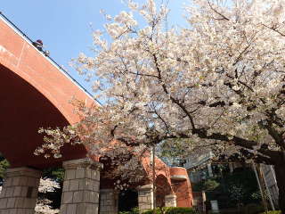 霧笛橋と芸亭の桜の絶妙なコラボの画像28
