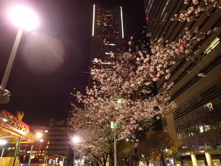 横浜ランドマークタワーと桜の画像47