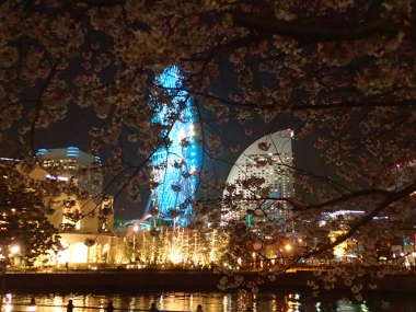 みなとみらいの夜桜の画像51