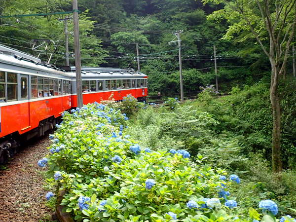 あじさいの間を走る箱根登山鉄道（2019/07/02）の画像01