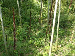 「森の空中散歩道」両側にある竹林の画像09
