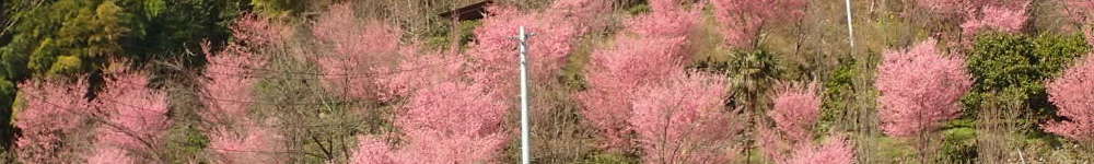 根府川　おかめ桜まつりの表紙イメージ画像