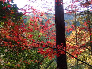 林の散策路の紅葉の画像03