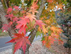 様々な葉の色が混じったイロハモミジの画像18