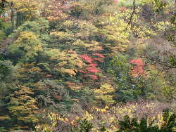 山道から見る渓谷側の紅葉の画像14