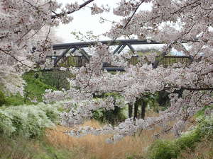 桜とさくら橋の画像30