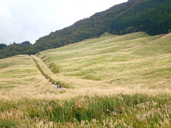 箱根　仙石原　すすき草原