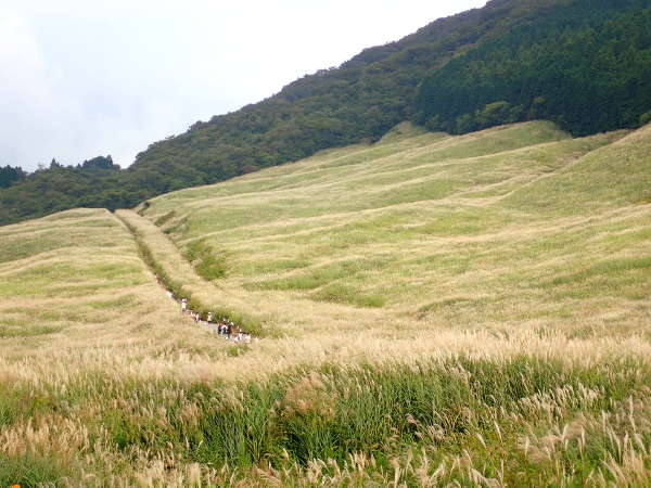 箱根　仙石原　穂が出揃った「緑色のすすき草原」（2016/09/17）画像01