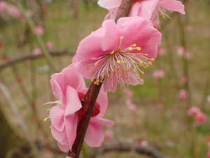 ピンク色がきれいな梅の画像09