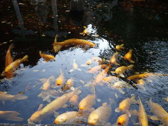 黄金池」の黄金の鯉の画像25