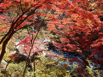 紅葉と荒川の調和の画像25
