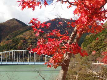 丹沢湖の大仏橋と紅葉の画像04