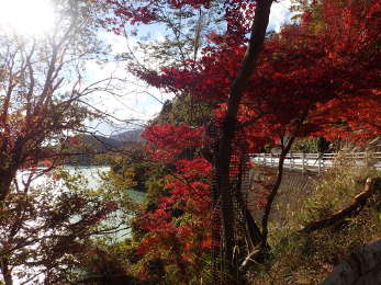 東側北湖畔の紅葉の画像30