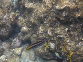 色鮮やかな魚も目の前で泳ぐ
