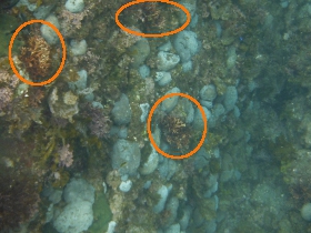 小さな枝サンゴが見える画像45