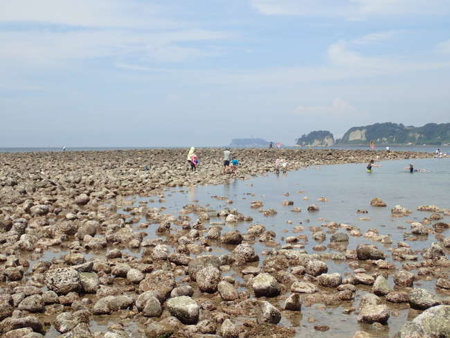 干潮時の和賀江島で磯遊びを楽しむ