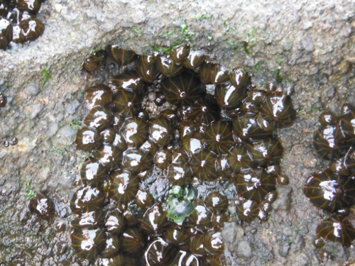 観察 海の生物