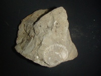 化石の画像1