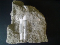 化石の画像3