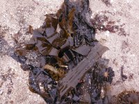海藻　褐藻類の画像