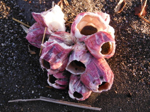 アカフジツボの殻の画像11